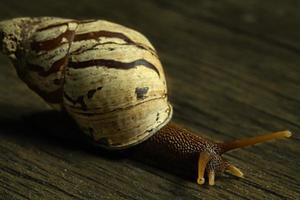 macro common snail photo