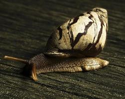 macro common snail photo