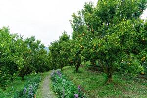 jardín de naranjas mandarinas o granja de naranjas foto