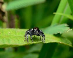 photo jumping spider