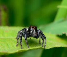 photo jumping spider