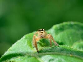 photo jumping spider