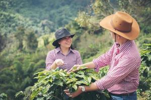 farmer coffee is harvesting coffee berries in coffee farm.