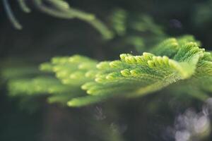 Photo green leaf