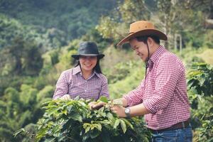 farmer coffee is harvesting coffee berries in coffee farm. photo