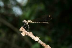 libélula en árbol rama foto