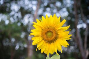 Photo beautiful sunflowers in the field natural background,