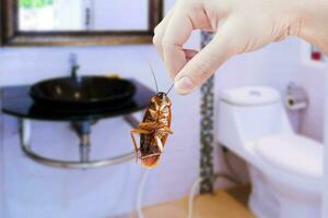 Hand holding brown cockroach on toilet background, eliminate cockroach in toilet, Cockroaches as carriers of disease photo