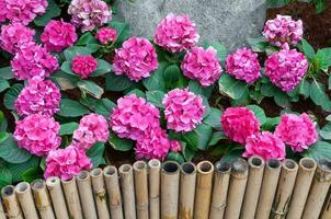 Pink hydrangea in the garden photo