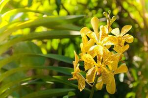 Bouquet of yellow orchids flower close up under natural lighting outdoor, are orchids blooming in the garden photo
