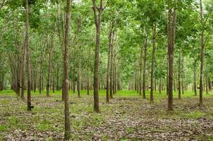 fila de paraca caucho plantación en sur de Tailandia, caucho arboles foto