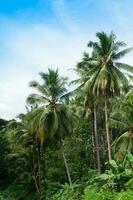 hermosa Coco palmas arboles en el tropical bosque con azul cielo a isla en Tailandia foto