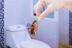 mano sosteniendo una cucaracha marrón en el fondo del baño público, eliminar la cucaracha en el baño, las cucarachas como portadoras de enfermedades foto