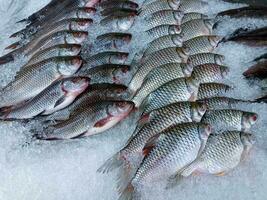 Fresco pescado en hielo estante a mercado.display para rebaja en hielo lleno a supermercado. eso es un tipo de agua dulce pescado ese es normalmente criado como un comida suministrar. foto