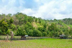 belleza escénico agricultura paisaje, agricultura campo del Norte Tailandia foto