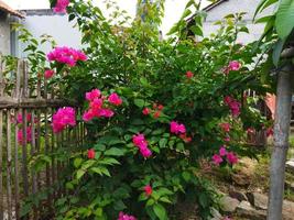 Bougainvillea Glabra is a pink flowering plant with irregularly shaped stems. photo