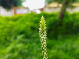 Achyranthes bidentata thorny plant with blurred background. Plant macro photo. photo