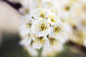 branch of a flowering tree. tree in bloom photo