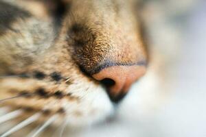 cat's nose close. cat's head with a nose close-up photo