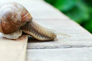 the snail crawls on a wooden background in the garden photo