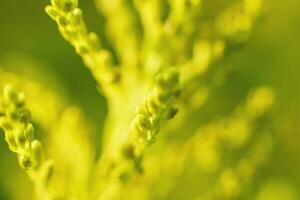 branch of a plant close-up on a green background photo