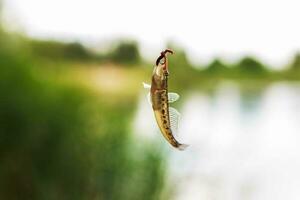 pescado ve por en el gancho con un gusano. atrapado pescado en el gancho foto