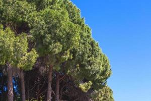 tapas de grande abeto árbol en contra el cielo. Copiar espacio foto