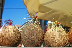 a Tropical coconut cocktails on the coast photo