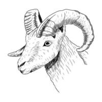 Ram head with horns in sketch style. Vector isolated illustration of a farm animal.