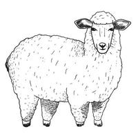 Farm sheep in sketch style. Vector isolated black and white illustration of an animal.