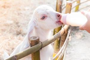 feeding baby goat with milk bottle at farm,Feed the hungry goat with milk photo