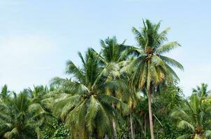 Beautiful coconut palms trees in the Tropical forest with blue sky at Island in Thailand