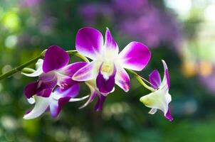 hermosa orquídeas flores Violeta tropical Tailandia son floreciente en el jardín foto