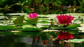 Lotus Flowers and Leaves on Lake Water photo