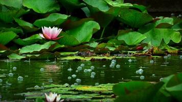 Lotus Flowers and Leaves on Lake Water photo