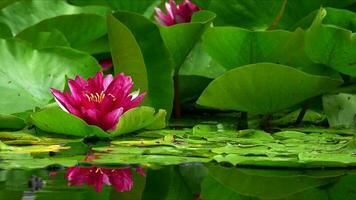 Lotus Flowers and Leaves on Lake Water photo