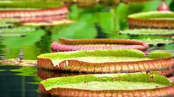 Lotus Flowers and Leaves on Lake Water photo