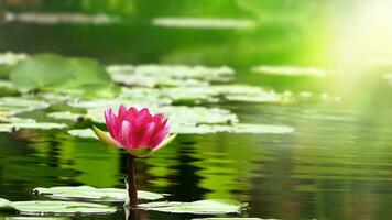 Lotus Flowers and Leaves on Lake Water photo