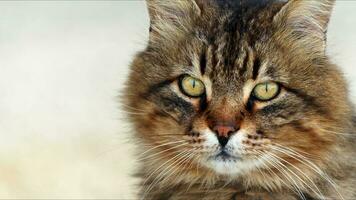Sweet Mammal Animal Pet Cat photo