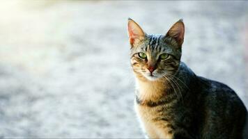 dulce mamífero animal mascota gato foto