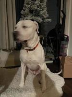 White dog in front of Christmas photo