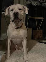 White dog in front of Christmas photo