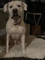 White dog in front of Christmas photo