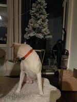 White dog in front of Christmas photo