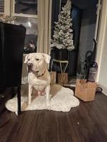 White dog in front of Christmas photo