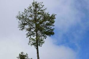 Tree blue sky, tree top against blue sky on a sunny day. Nature Indonesia photo