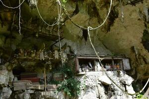 Wooden statue representing the deceased who is placed on rock cliffs. This method is a tradition used as a grave for people who died in the Tana Toraja tribe, Sulawesi photo