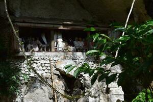 Wooden statue representing the deceased who is placed on rock cliffs. This method is a tradition used as a grave for people who died in the Tana Toraja tribe, Sulawesi photo