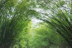 el bambú arboles a lo largo el camino apoyarse hacia cada otro. foto