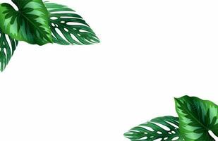 Monstera Leaf Background With Space Area for words or 3d rendering of falling leaves on white background. photo
